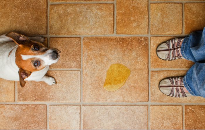 Pet Stain Removal Service Pet Stain Removal Service