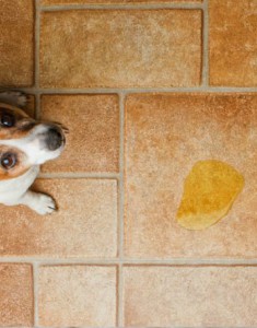 Carpet Cleaning